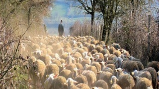 A Faithful Shepherd and a Following Flock 1 Peter 5:1-7 episode artwork