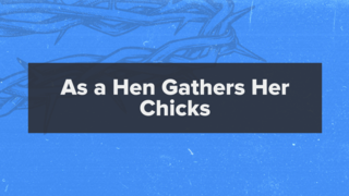 Matthew 23:37-39: As a Hen Gathers Her Chicks