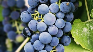 All of Christ: Abiding in the True Vine (John 15:1-17)
