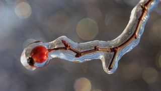 Faith CRC worship service Dec 29, 2024