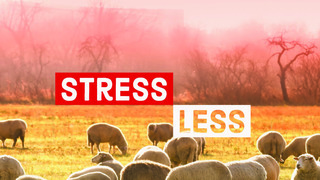 Stress Less in Life's Valleys (Audio) episode artwork