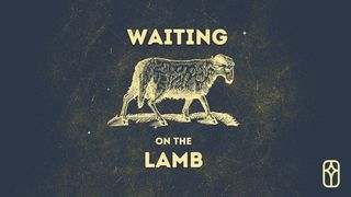 Waiting on the Lamb: Love episode artwork